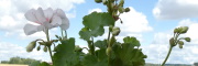 Karl-Eriks pelargoner